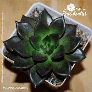 Suculenta Echeveria Black Prince