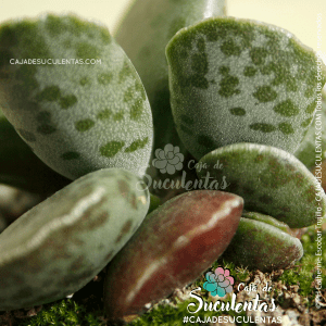 Adromischus cooperi