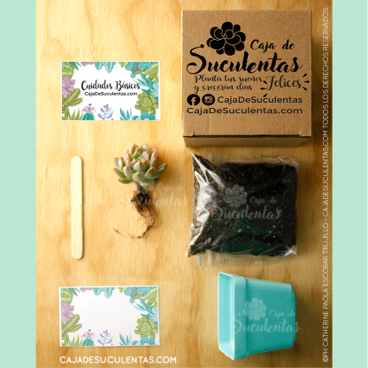 Kit Caja De Suculentas Siembra