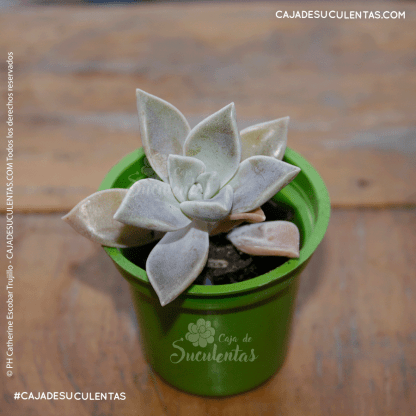 Suculenta graptopetalum paraguayense (madre perla) caja de suculentas